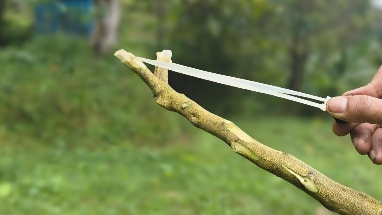 making a slingshot from an Citrus tree,  wooden slingshots  #diy