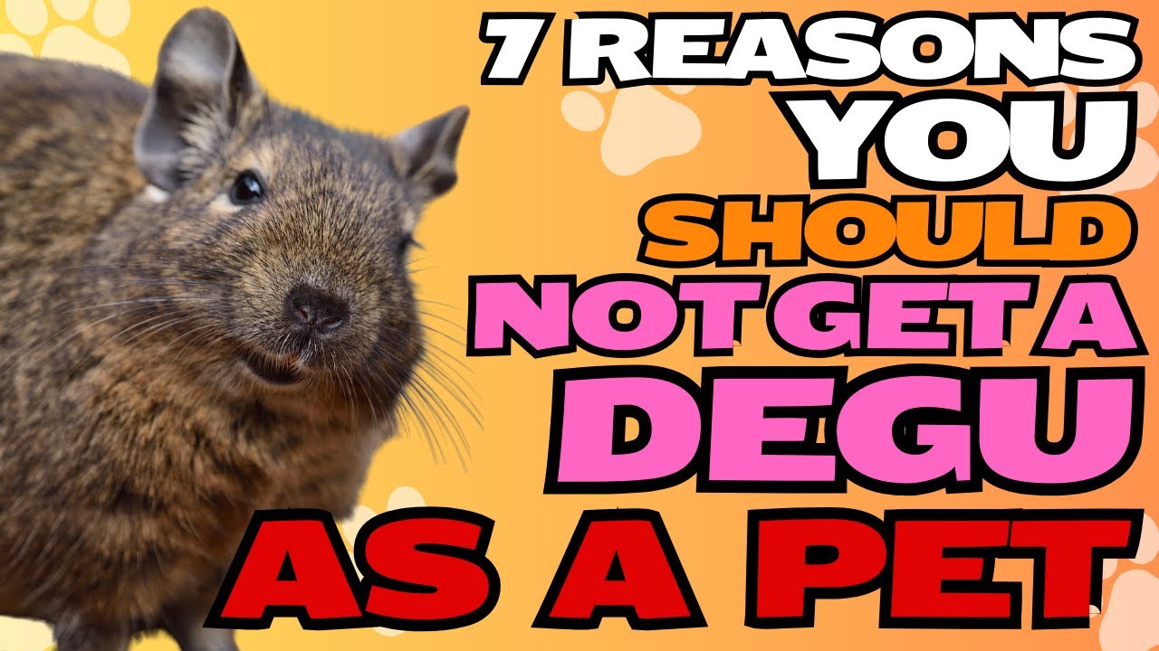 7 Reasons You Should NOT Get a Degu as a Pet 🐾🚫
