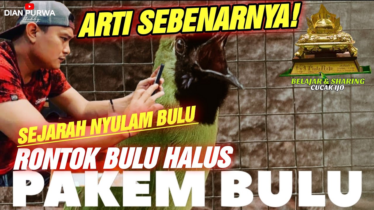 ARTI SEBENARNYA❗PAKEM SOAL CUCAK IJO BULU HALUS RONTOK DAN NYULAM BULU BESAR