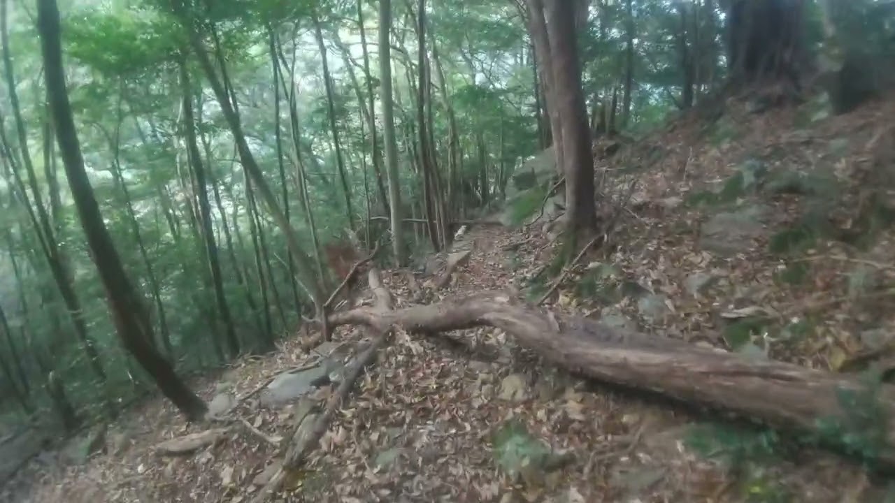 四国霊場40番札所奥之院　篠山神社参道(津島ルート)　④