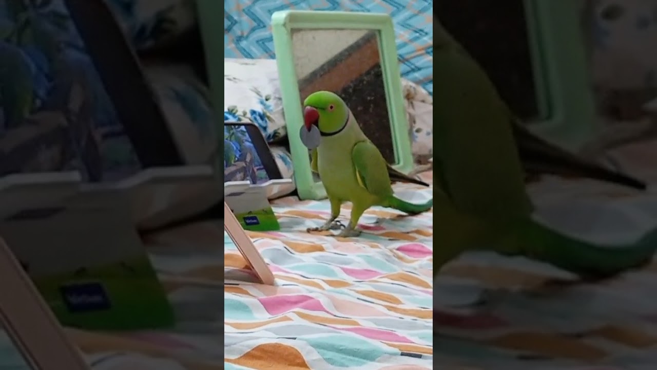 Hello-enjoy my fun ❤️🦜