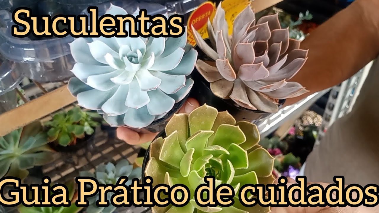 Suculentas - Dicas e cuidados que nunca te contaram!