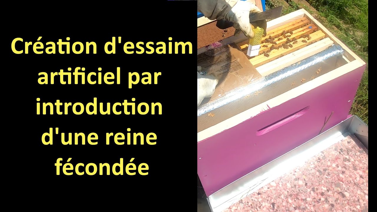 Création d'essaim artificiel par introduction d'une reine fécondée (de chez USaA)