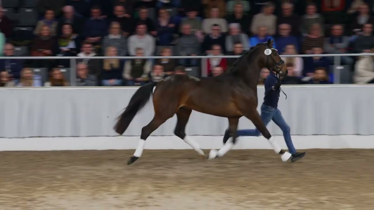 Liqueur v. Livius/Sandro Hit