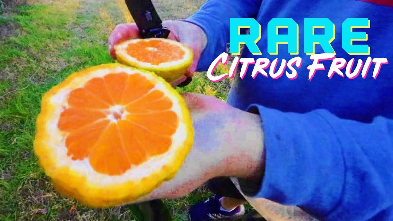 WOW 🍊Satsuma Mandarin Tree Fort 🌳🌳Shiranui (dekopon)?? 🍊Fresh Picked • Madison Citrus Nursery