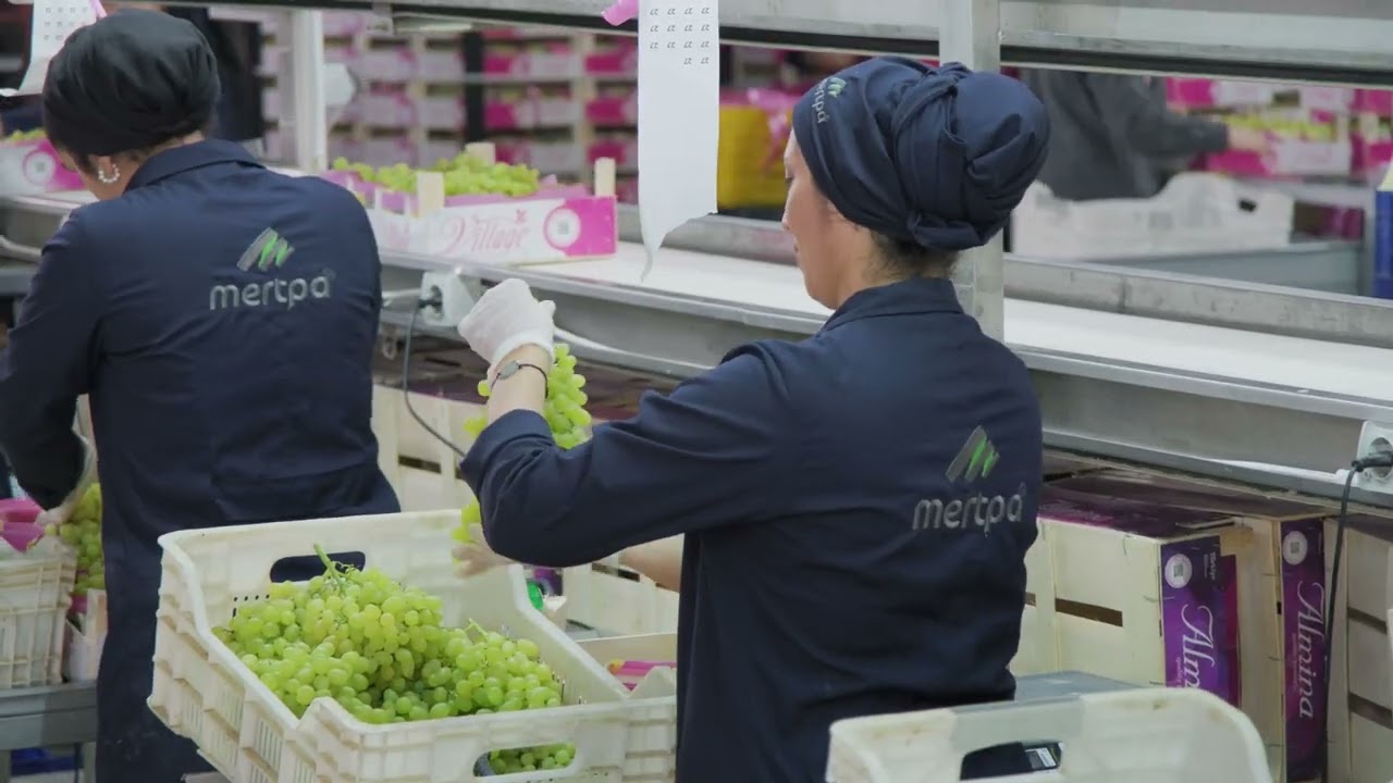 MERTPA FRUIT PROMOTIONAL VIDEO🌱 #fruit #vegetables #harvest #organicfarming #packing #export
