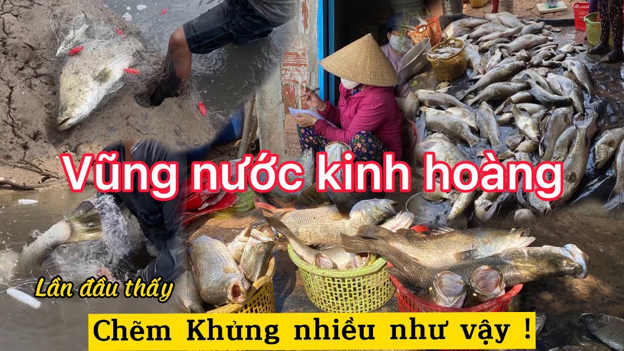 Rạng đập cùng đàn Rái Cùi (Tập 2) - Một vũng nước bắt hơn 200kg cá Chẽm,toàn hàng siêu khủng long.