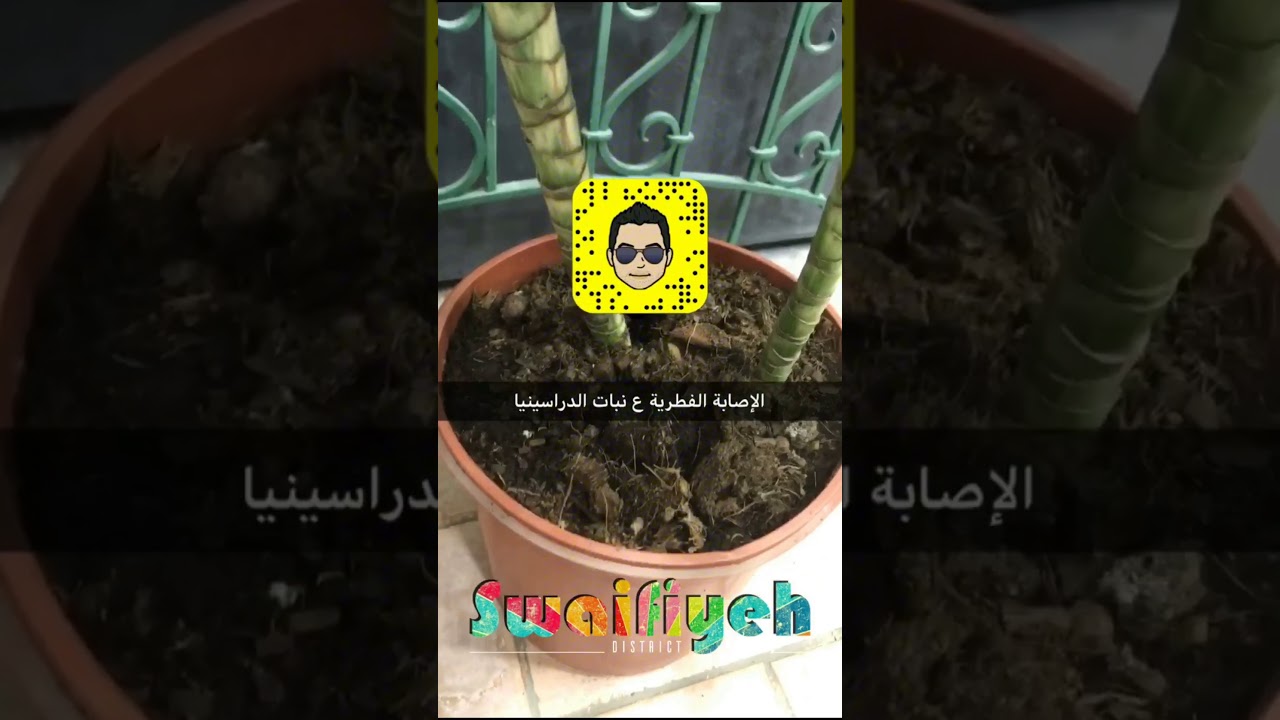 باقة للزراعة الإصابات الفطرية على النباتات الداخلية