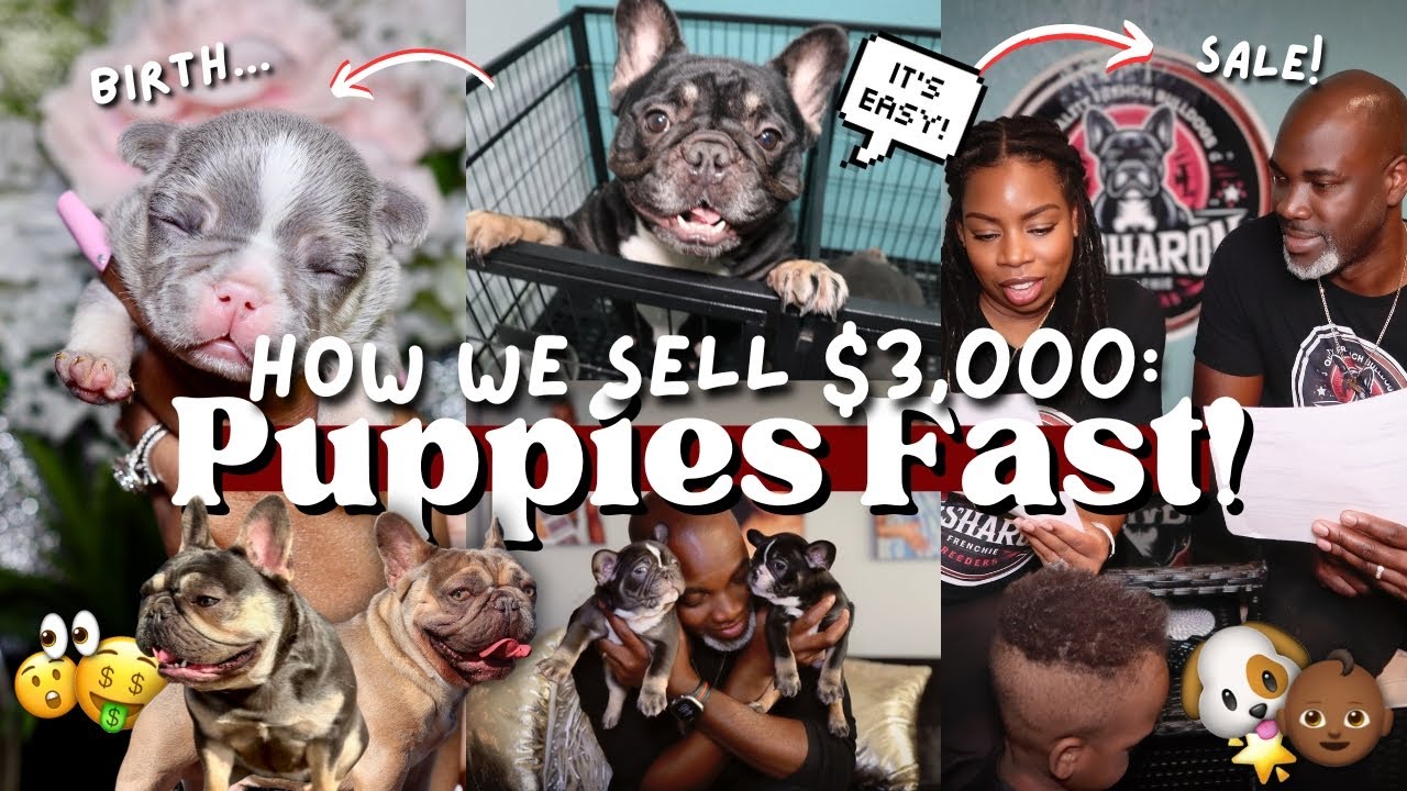 Our Secret to Selling $3,000 Frenchie Puppies FAST!