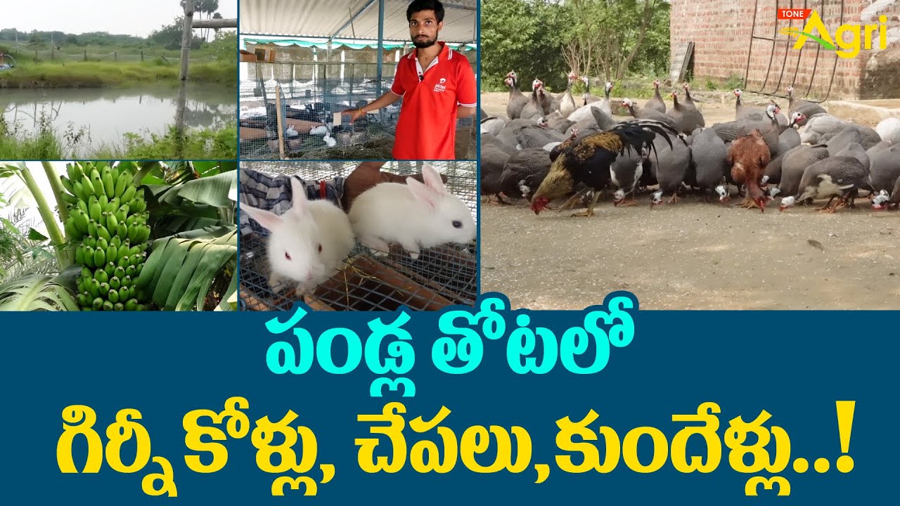 Integrated Farming in Telugu | పండ్ల తోటలో గిర్నీ కోళ్లు, చేపలు, కుందేళ్లు..!! Tone Agri