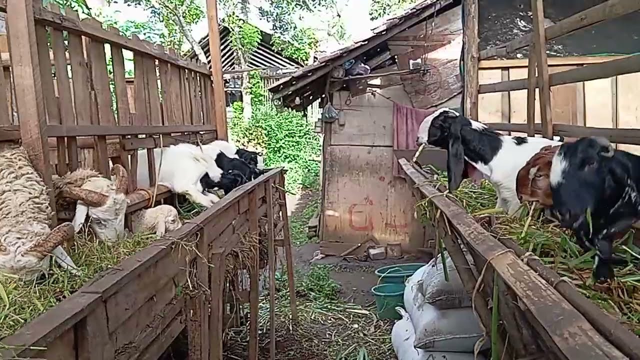 PETERNAKAN KAMBING PAKAN MANUAL BELUM PAKAN PABRIKAN