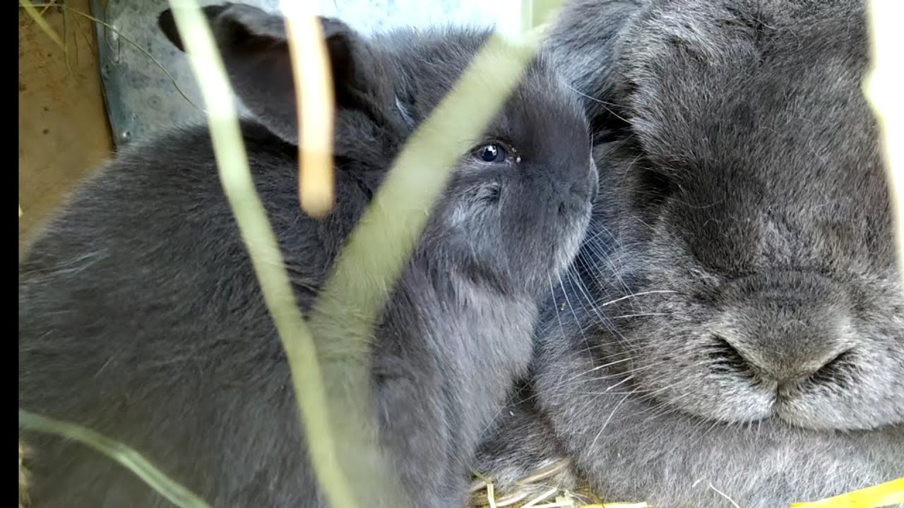 Pasza - wyrzucanie obornika od samicy osc🐇🐇