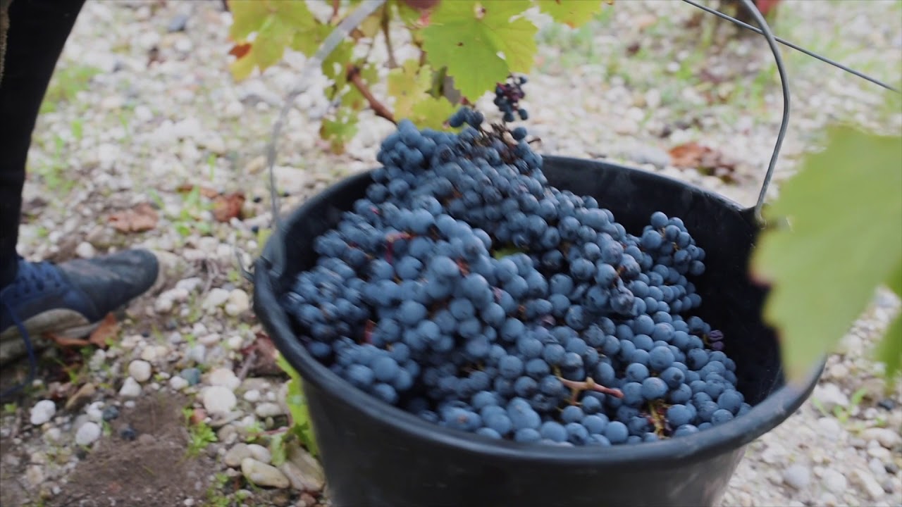 Château Ferrière, Grand Cru Classé en 1855 à Margaux