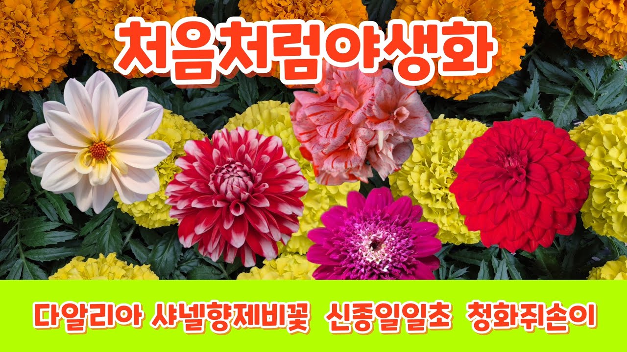 #다알리아#신종일일초#메리골드#청화쥐손이#샤넬향제비꽃#반려식물#처음처럼야생화