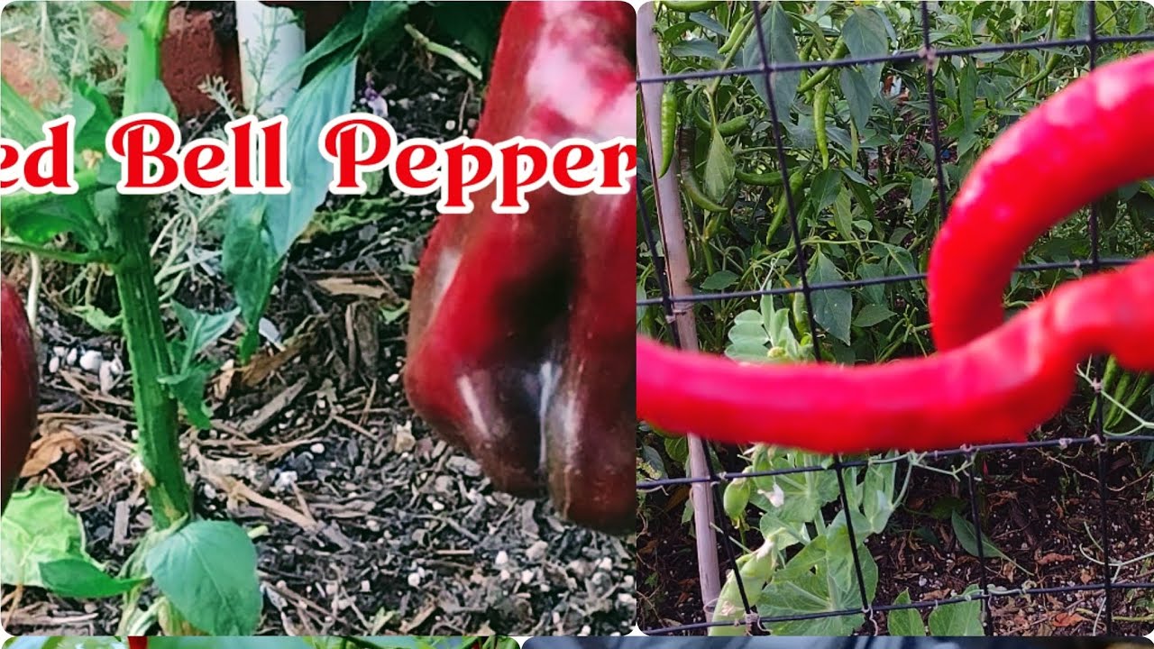 HARVESTING All things #RED 🌶️🍓🍉  - Strawberry 🍓Surprise ❤️
