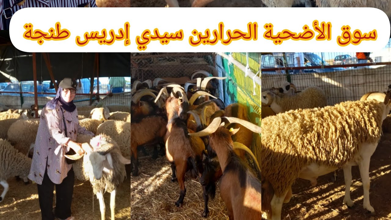 افتتاح سوق الأضحية بطنجة يوم الخميس 15/06/2023🔥🐏🐑