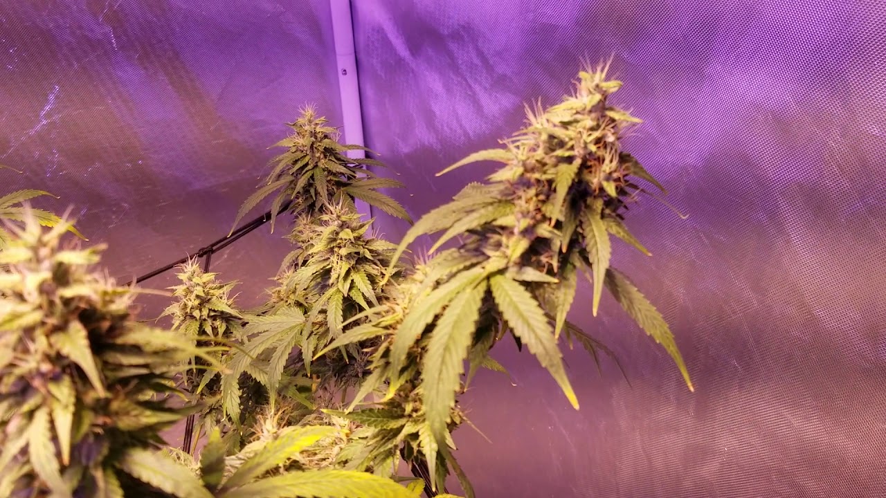 Medical cannabis grow log day 42 Charlotte's Angel CBD by Dutch Passion. True sun 6 LED grow light