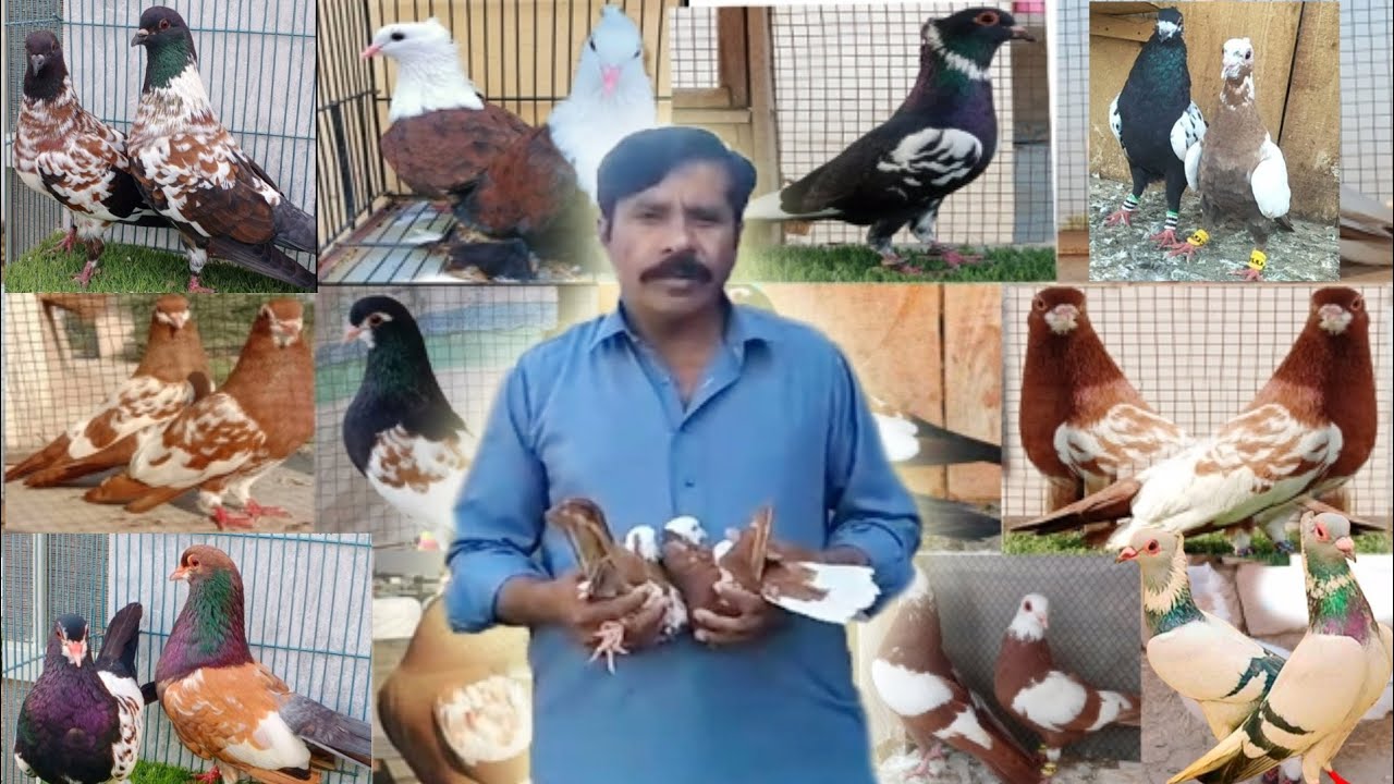 Most Beautifull Fancy colourfu Pigeon setup in Multan#Nationalbirdsfarm
