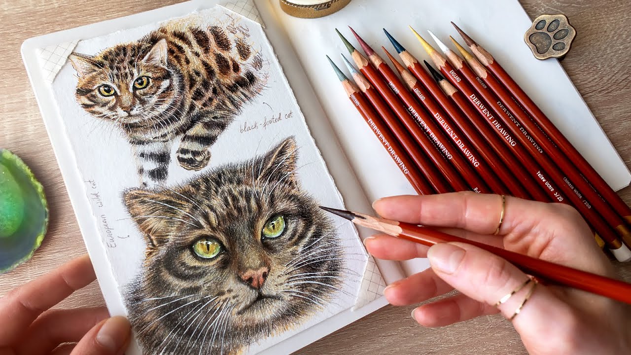 Drawing with 12 Derwent colored pencils ✍🏼Wild Cats