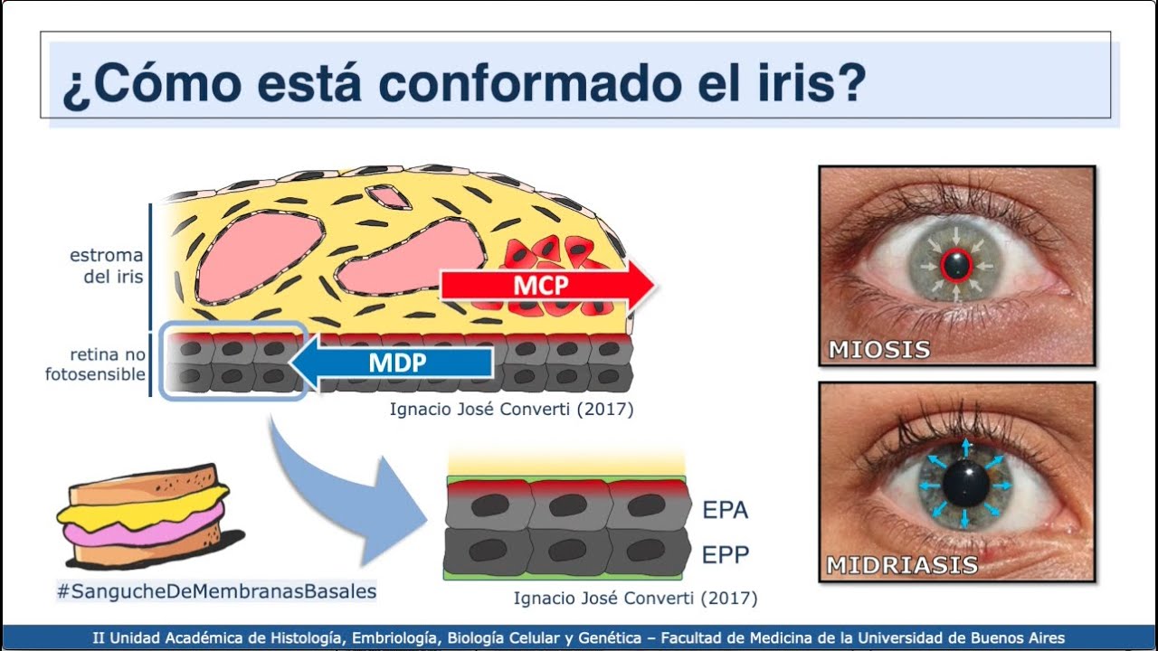 VIDEHISTO #63 | Aparato de la visión - Globo Ocular 2: Túnicas vascular y nerviosa (no fotosensible)