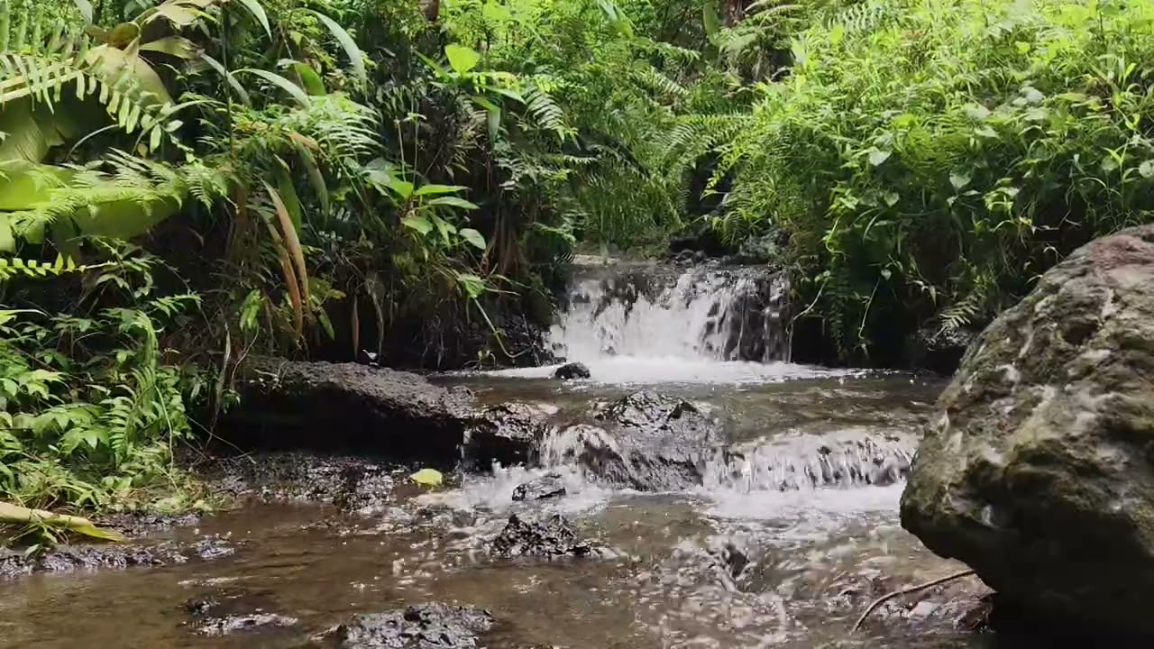 Press Play The Sound of Water Flowing in the Forest for Sleep and Stress Relief