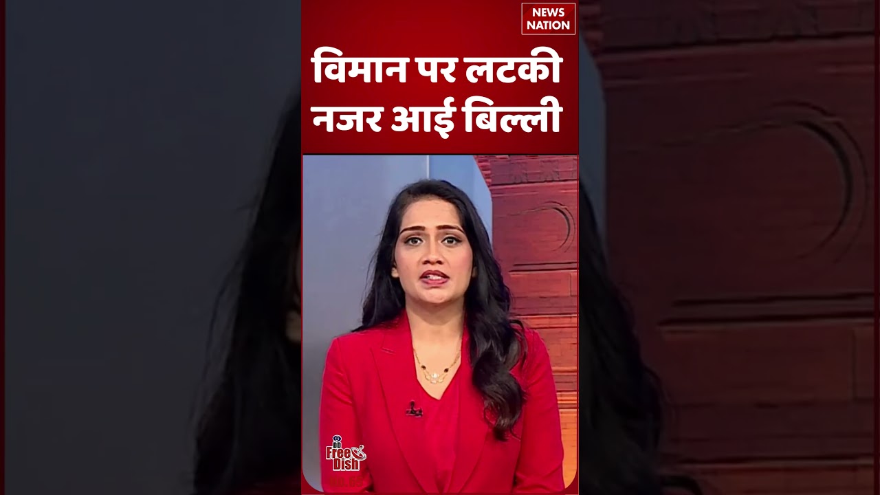Top Viral News: Plane पर लटकी नजर आई Cat #shorts #viralnews #catvideos