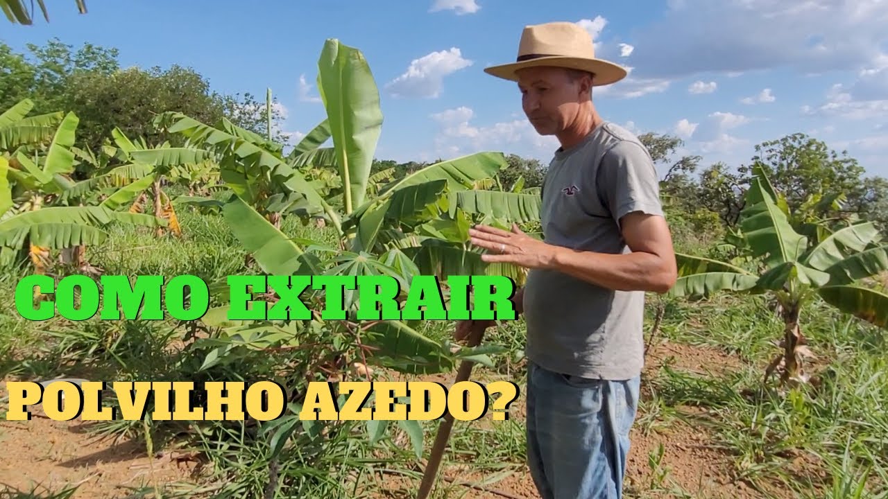 COMO EXTRAIR POLVILHO AZEDO  DA MANDIOCA, NUM PROCESSO SIMPLES E CASEIRO. PARTE 2