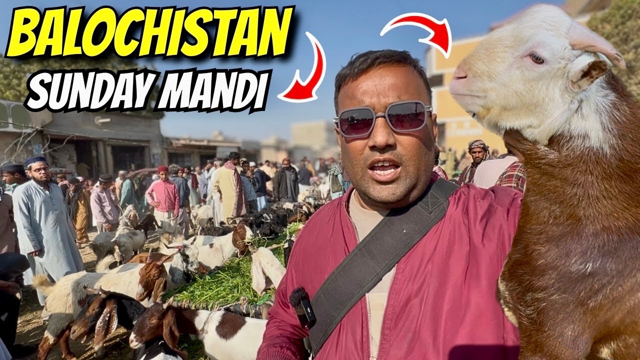 Sunday Bakra Mandi 😳 | Hub Chowki Balochistan Latest Rates – 11 January 2026 🐐🔥