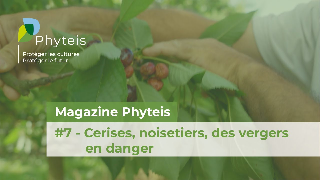 Le Magazine Phyteis n°7 - Cerises, noisetiers, des vergers en danger