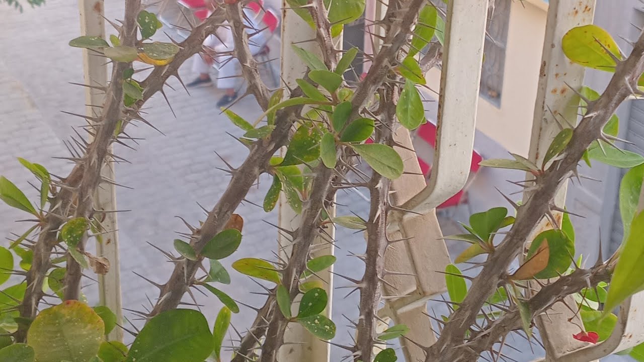 تحياتي 🌹جمعة مباركة  🌿 إخواني  أخواتي