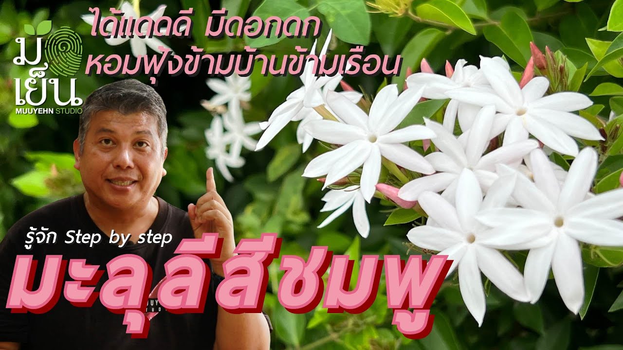 มะลุลีสีชมพู ได้แดดดี มีดอกดก หอมฟุ้งข้ามบ้านข้ามเรือน I มือเย็น ปลูกต้นไม้