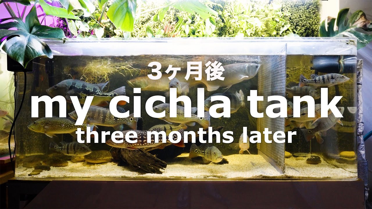 my cichla tank (three months later) 2026.1.7 ＊音楽、解説無し no music & no narration