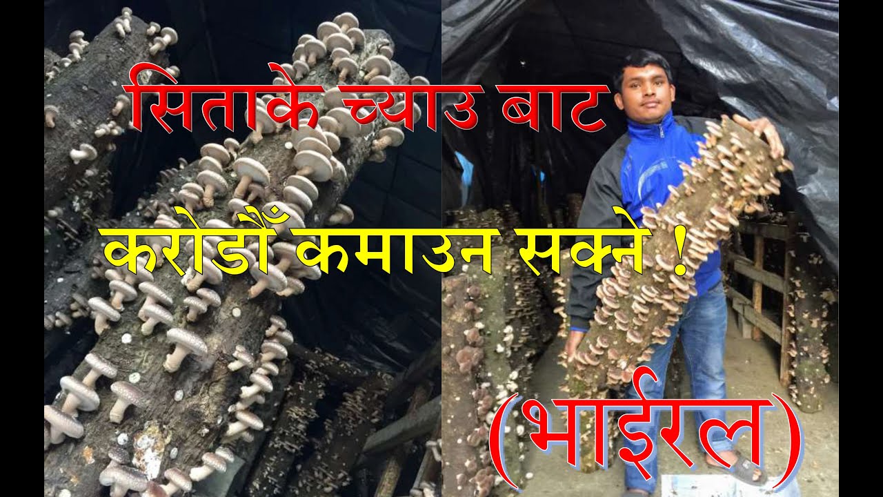 व्यावसायिक सिताके च्याउ बाट करोडौँ कमाउन सक्ने ! (भाईरल)