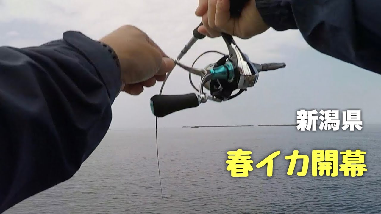 日本海でも春イカが釣れ始めました【エギング】