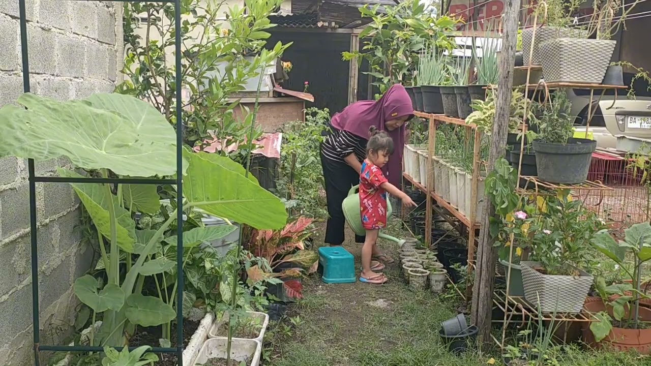 Memindahkan tanaman cabe dan menyiram tanaman #kebunhalamanruah 