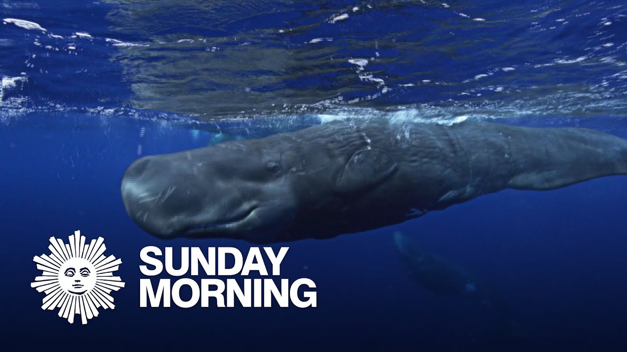 Nature: Sperm whales