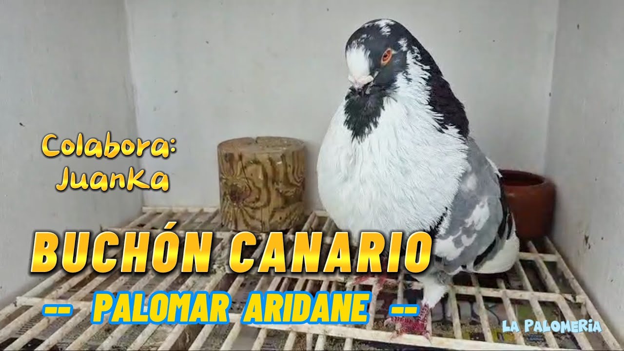 Buchón Canario | Palomar Aridane v01
