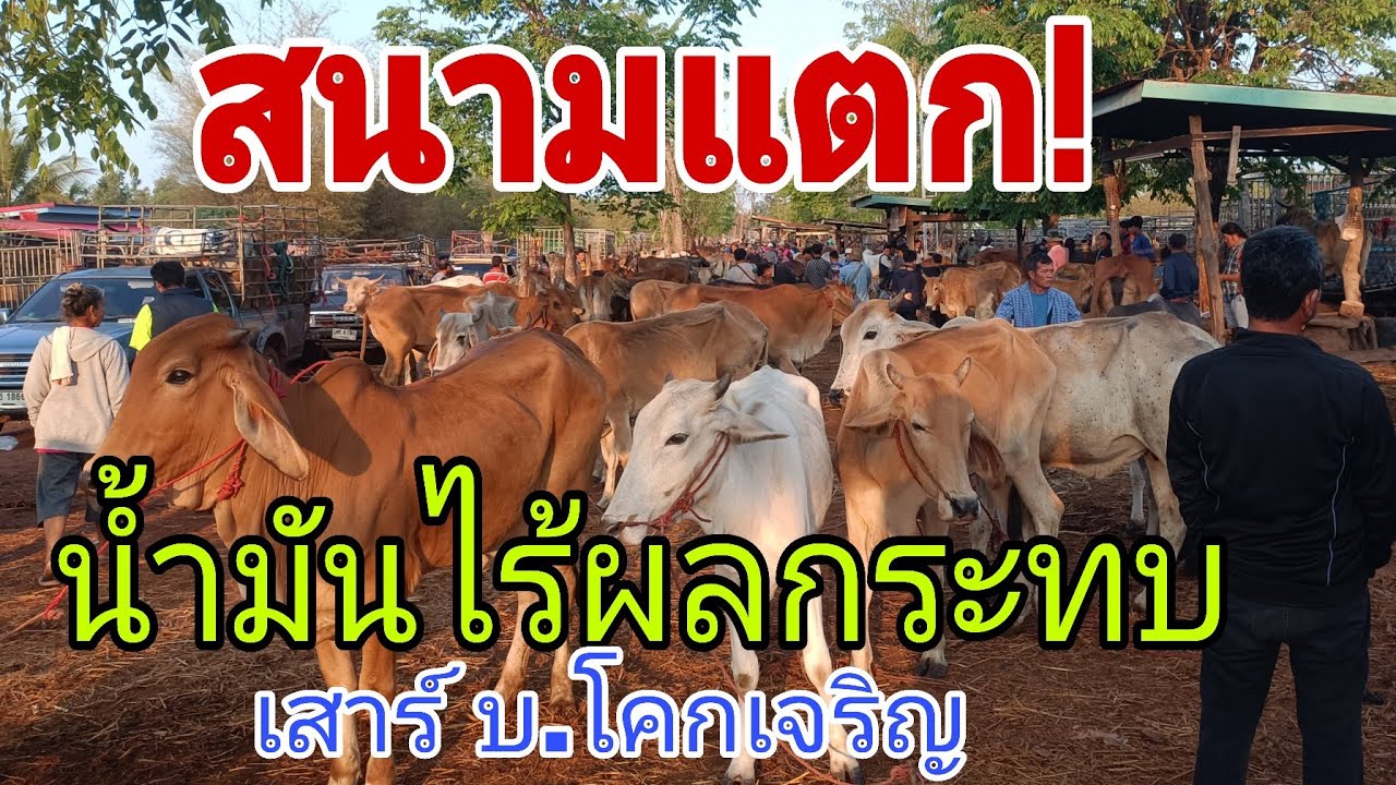 ล้นสนาม น้ำมันไร้ผลกระทบ ราคาวัวควาย เสาร์ 7 มี.ค.69 สนามบ้านโคกเจริญ