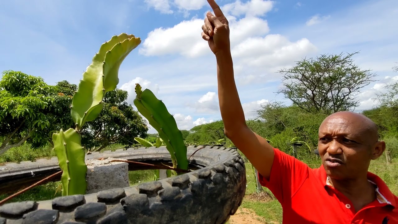 A visit with Masii (Machakos County) based Dragon Fruit farmer Mr. Walter Muange.