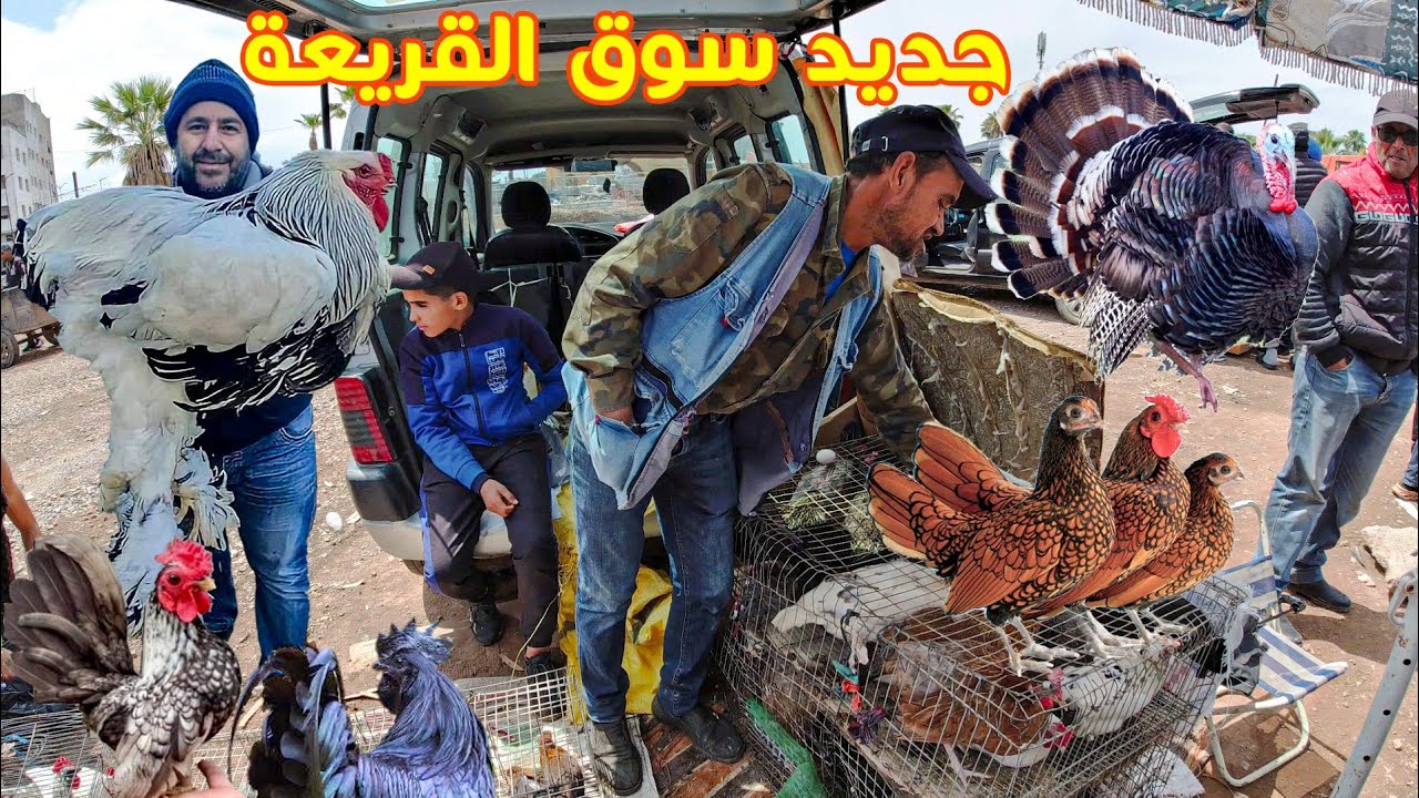 🔴جديد سوق القريعة🔥دواجن عجيبة دجاج إيطالي ودجاج لبرهما ولفيومي وديك رومي