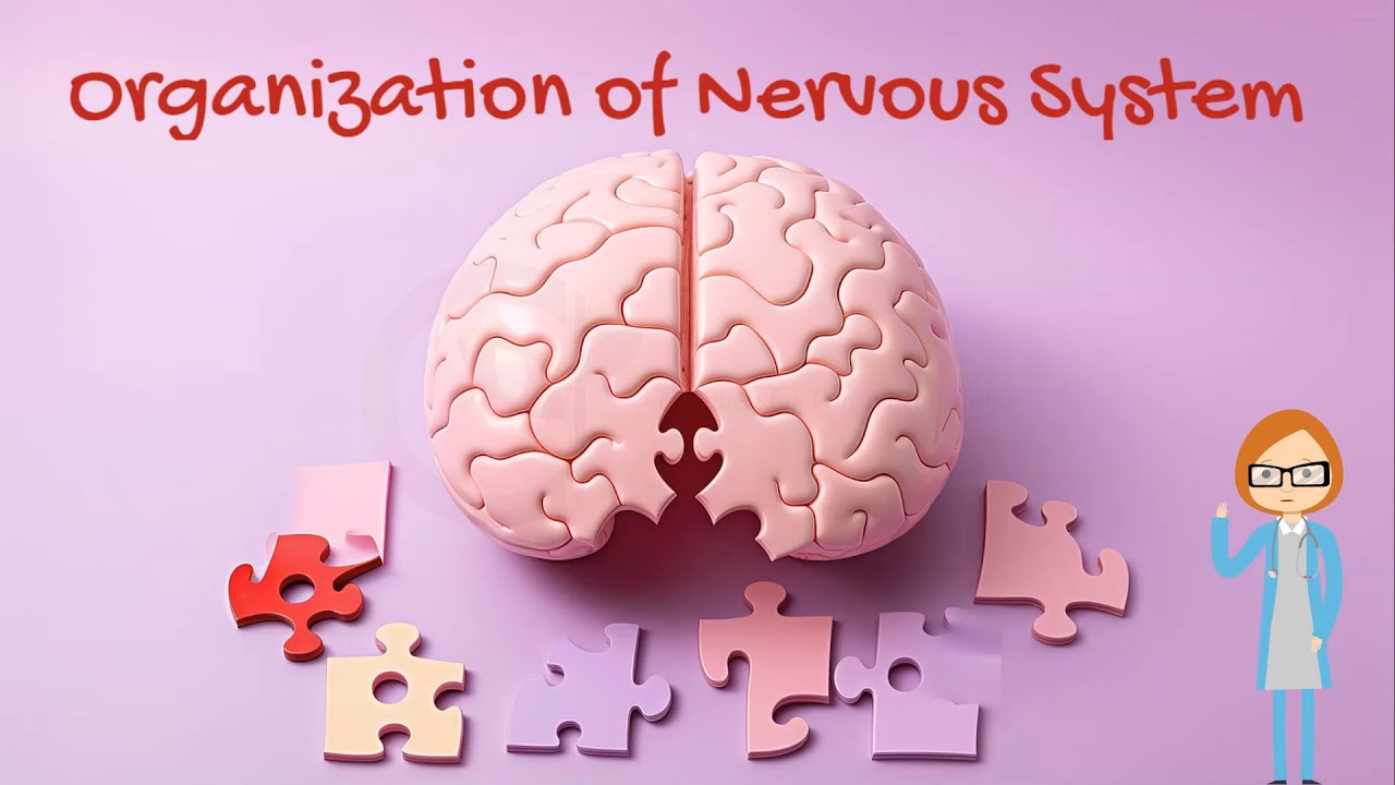 Organization of Nervous System