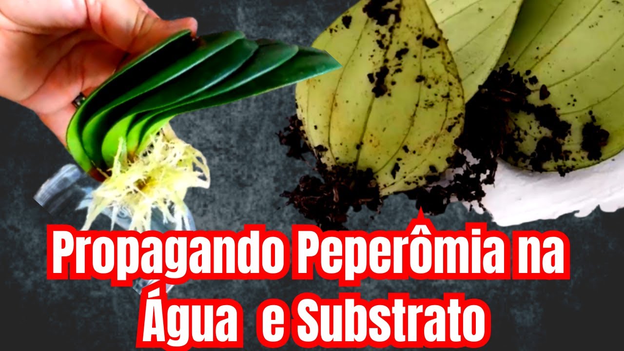 Como Propagar Peperômia com Folhas na Água e Substrato
