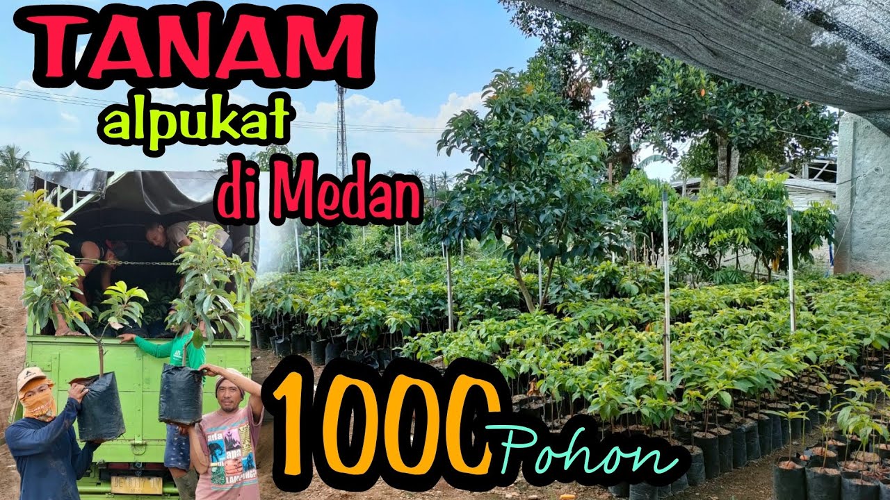BITSHOP KING | BIBIT ALPUKAT LAMPUNG SIAP TANAM DI MEDAN