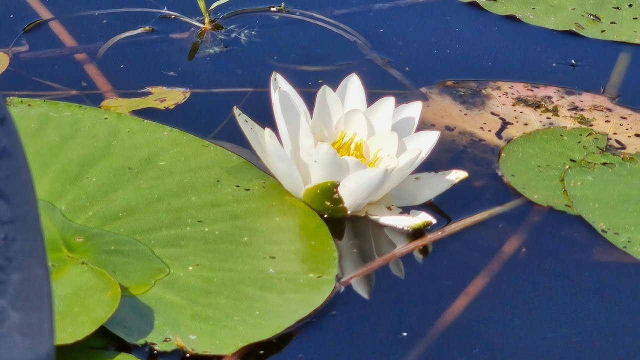 Рыбалка на Херабуну в Сестрорецком разливе. 