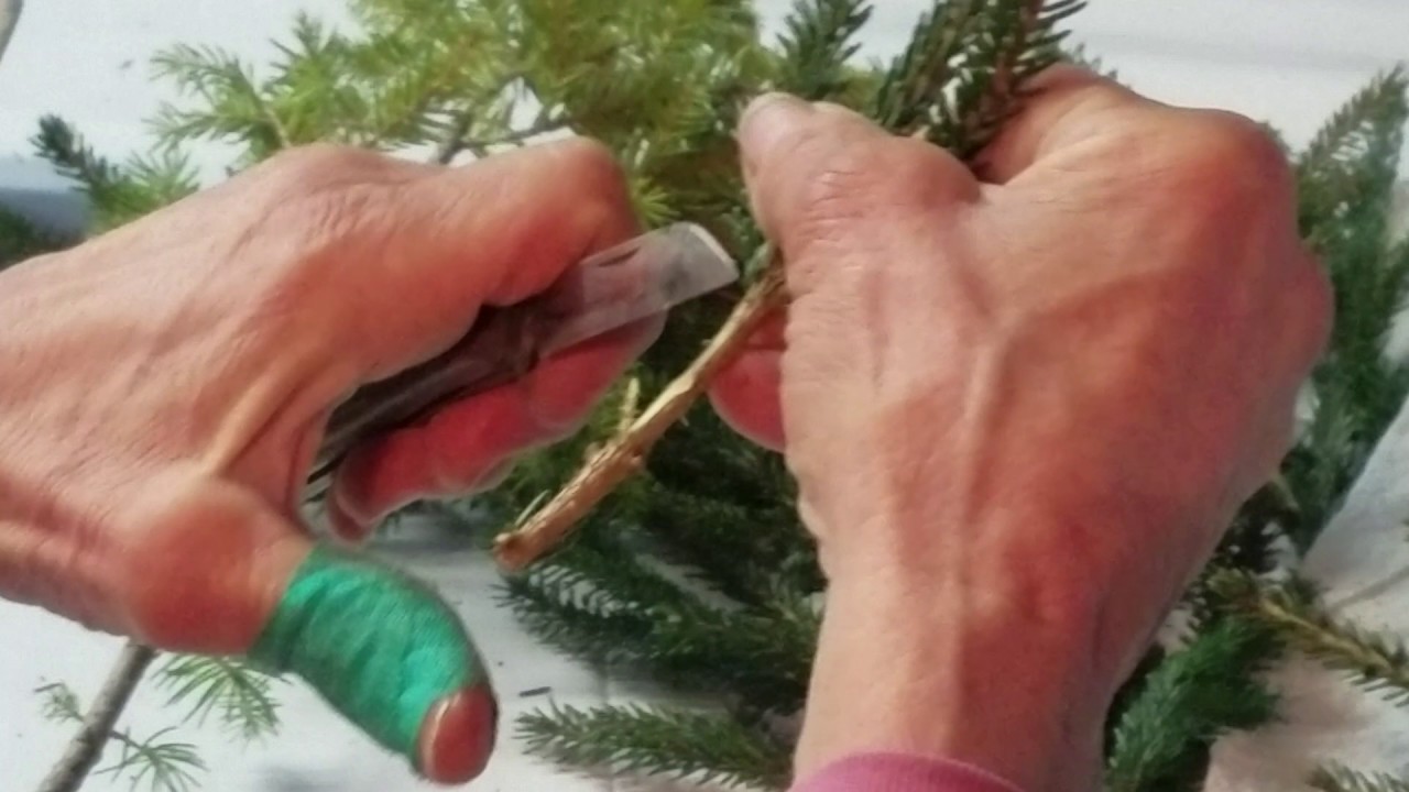 Conifer Grafting