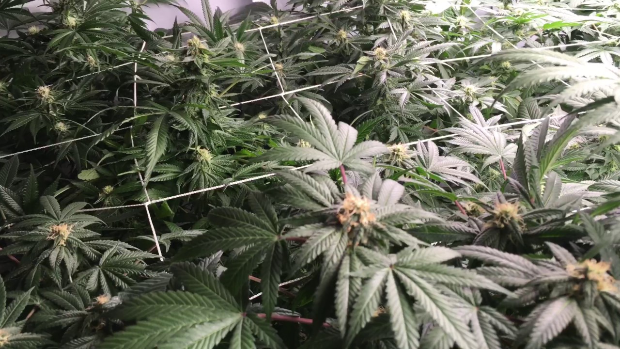 Flowering Marijuana Week 4 (Day 28) False Teeth - Brandywine