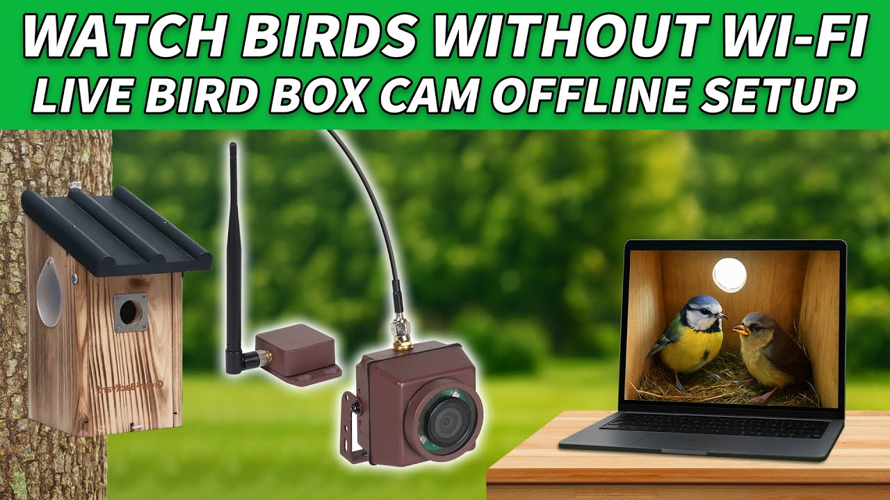 Comment utiliser des caméras pour nichoirs à oiseaux SANS Internet | Nichoir en direct sur PC