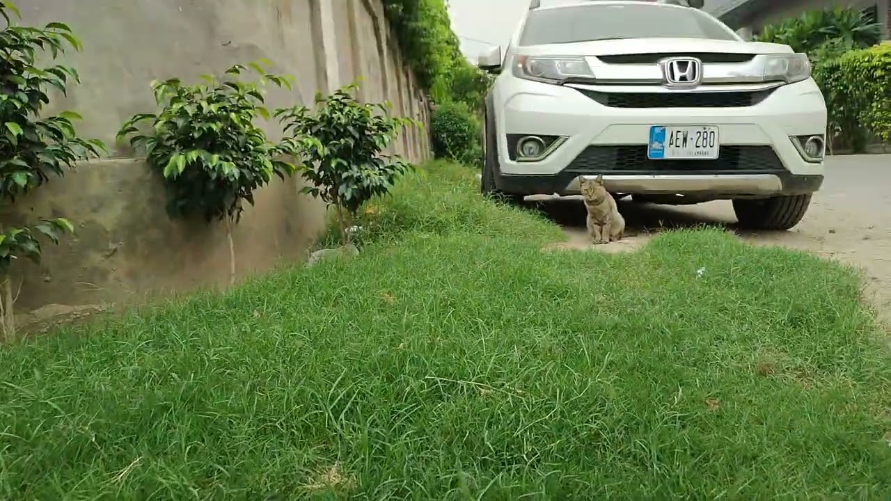 ( Animal daily routine) black kite Vs cat