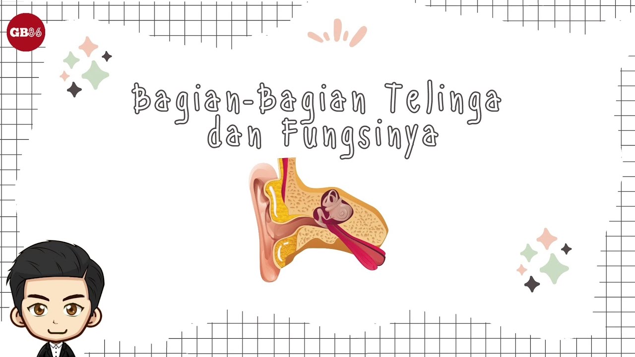 Bagian-Bagian Telinga dan Fungsinya - Materi IPAS Kelas 5 Kurikulum Merdeka