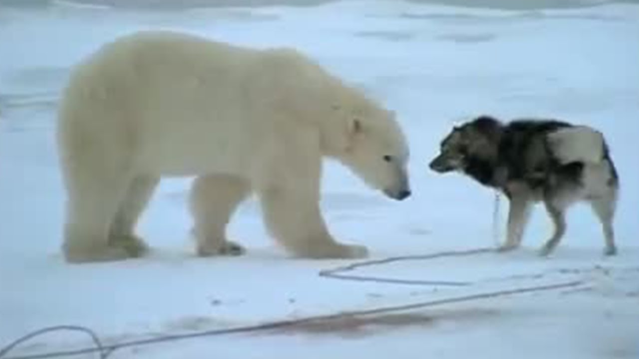 Huskies and Bears | Wild: Polar Bear Diary | BBC Earth